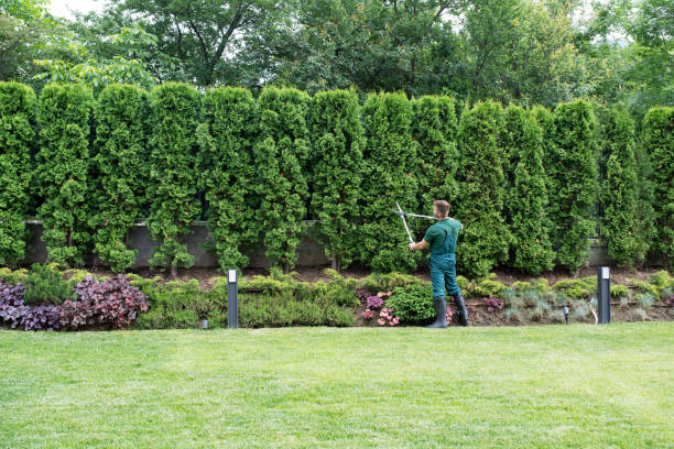 Best Lawn Drainage Solutions  in Garfield Heights, OH